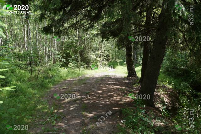 Живописный проход вдоль кромки лесного оврага у посёлка Коняево Судогодский район Владимирская область