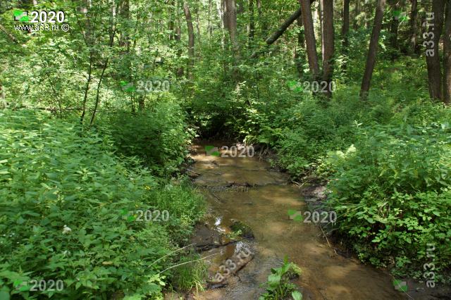 Безымянный ручей в лесу за посёлком Коняево Судогодский район Владимирская область