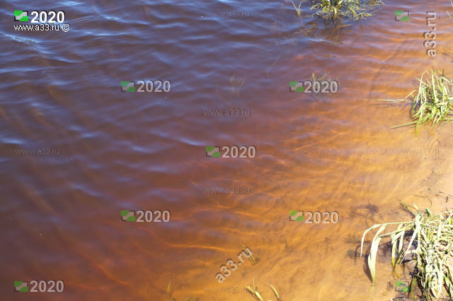 2020 Вода в реке Клязьме у села Спас-Купалище Судогодского района Владимирской области имеет грязно-коричневый цвет но не мутная дно песчаное течение сильное