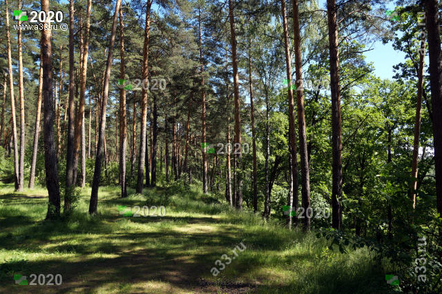 Село Спас-Купалище окружают лёгкие светлые сосновые леса