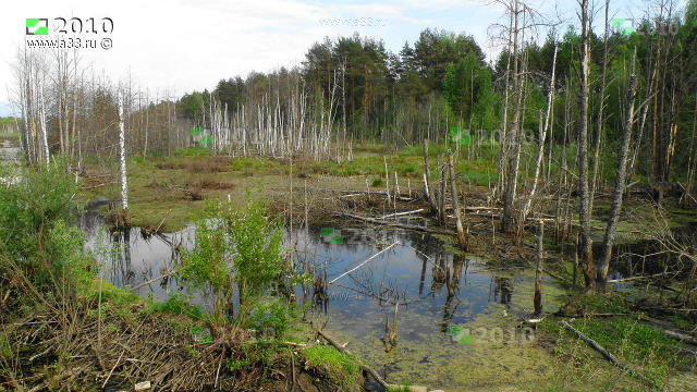 Типичная природа в окрестностях деревни Матюкино Вязниковского района Владимирской области