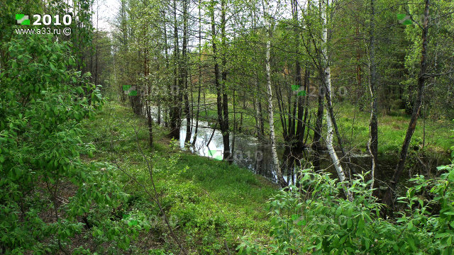 Река Нула в окрестностях деревни Матюкино
