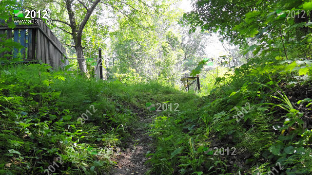 Дорога в Преображенский погост Вязниковского района Владимирской области летом когда много зелени и зарослей деревьев
