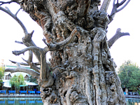 Древнее дерево на берегу пруда